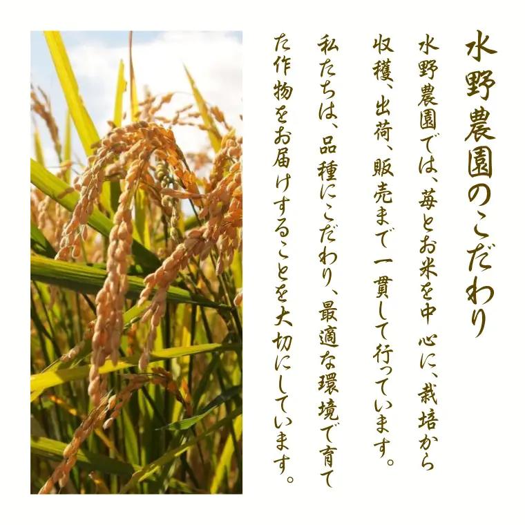 【令和８年産】先行予約受付中！水野農園の加須市北川辺産　コシヒカリ　10㎏　《選べる！精米or玄米》｜お米　米　令和８年　こしひかり　新米