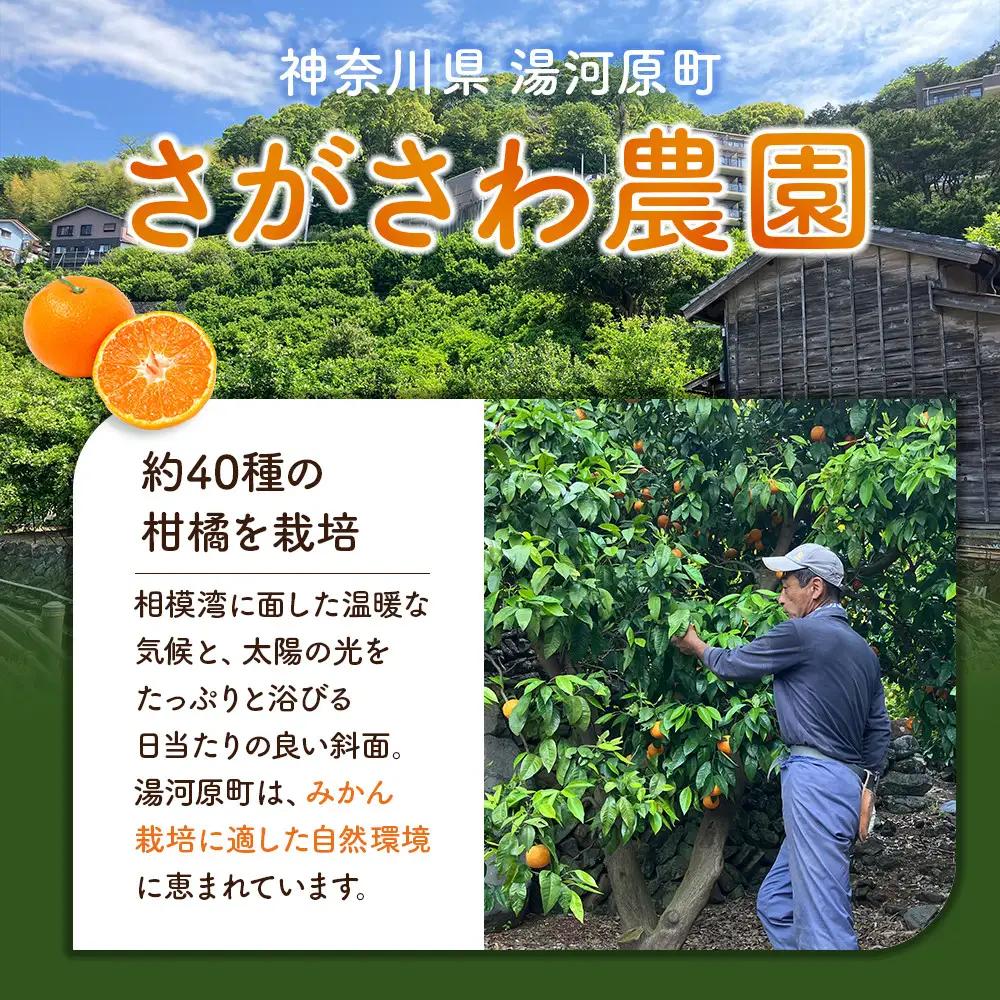 青島みかん5kg | 湯河原町 みかん 柑橘 旬 青島みかん 5kg フルーツ