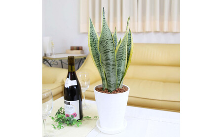 《先行予約》【観葉植物】サンスベリア 5号 ホワイト丸プラスチック鉢 土の表面:ウッドチップ｜観葉植物 インテリア 部屋 おしゃれ 福岡県筑前町 送料無料