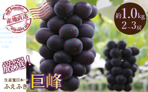 
            ＜25年発送先行予約＞【2026年発送★先行予約】厳選！山梨県笛吹市産 巨峰 約1.0kg（2～3房） 156-011-oya
          