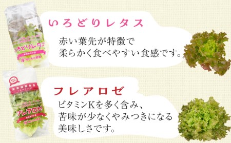 【12回定期便】水耕栽培レタス 4種【モロフジファーム株式会社】[KAA367]/ 長崎 平戸 レタス 水耕栽培 定期便