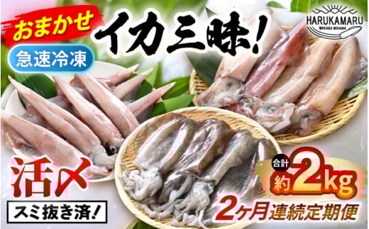 おまかせ定期便 《2ヶ月連続お届け》 計約2kg イカ 三昧！ その時期の一番良いイカをお届けします 急速冷凍 活〆 刺身 ヤリイカ ケンサキイカ アオリイカ 【入手困難 いか 烏賊 若狭湾 地物 海産物 新鮮 魚介 海鮮 イカ丼 いか丼 焼きイカ 焼きいか 真空パック】 [m36-e006]