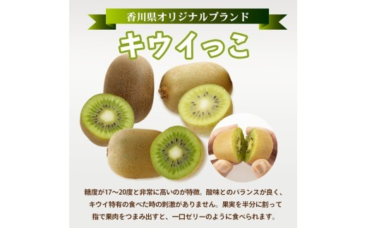 先行予約 キウイフルーツ キウイっこ 約1.2kg  果物 フルーツ キウイ グリーンキウイ デザート スイーツ ケーキ ジュース ゼリー アイス シャーベット ジェラート フルーツ大福 ドライフルー