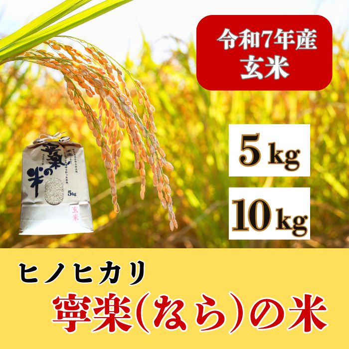 【ふるさと納税】 令和7年産 ヒノヒカリ 『寧楽(なら)の米』 5Kg 10kg 玄米 2025年収穫 順次発送 農家直送 米 お米 ひのひかり ごはん ご飯 おにぎり 炊き立て 美味しい とも農園 奈良 なら 令和7年度 奈良市 奈良県