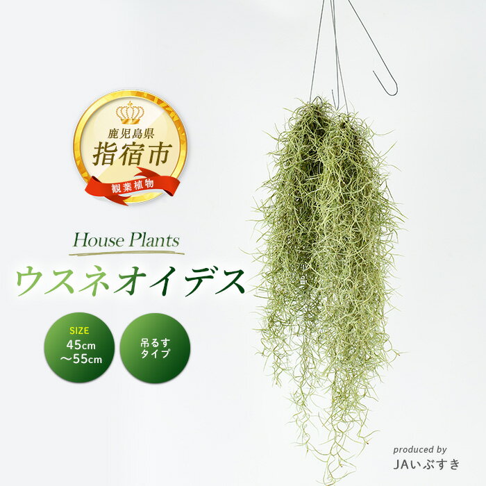 【ふるさと納税】＜2026年4月上旬以降順次発送＞【観葉植物】ウスネオイデス 45cm〜55cm 植物 グリーン おしゃれ インテリア 室内 エアプランツ インテリアグリーン ※北海道・沖縄・離島配送不可※ 【JAいぶすき】