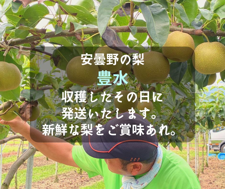 
            豊水 梨 （家庭用５kg） 【朝採り当日発送！】
          