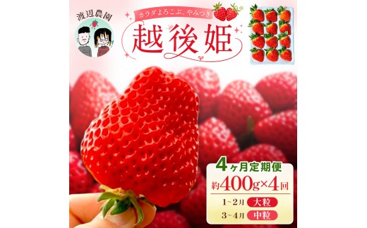 【先行予約｜2027年1月より出荷開始】いちご 中粒・大粒 カラダよろこぶ 越後姫 4ヵ月定期便 定植後化学農薬不使用 イチゴ 苺 渡辺農園 上越市 新潟県