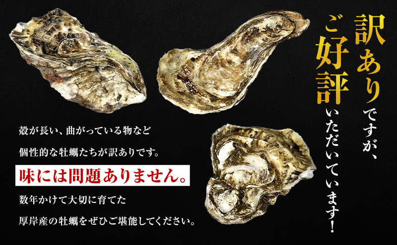 訳あり 規格外 牡蠣 北海道厚岸産 殻付カキ 約4kg (25～50個) カキナイフ付 生食