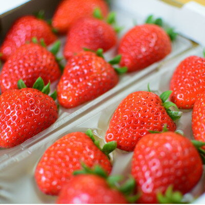 【ふるさと納税】〈農家直送〉奈良県産いちご贅沢食べ比べセット【古都華(ことか)&奈乃華(なのか)】(各1パック)【配送不可地域：離島・北海道・沖縄県】【1572237】