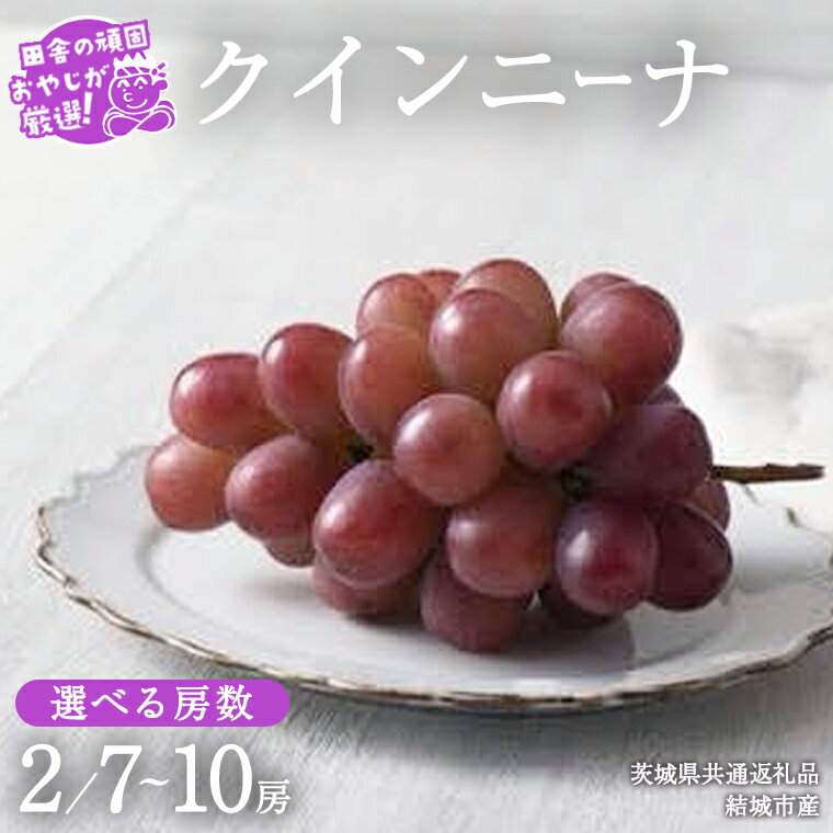 【ふるさと納税】＼ 選べる房数 ／ クインニーナ 2房 or 7～10房 【2025年9月より発送開始】（茨城県共通返礼品 [ぶどう]：結城市産） ぶどう ブドウ 葡萄 果物 フルーツ 茨城県産