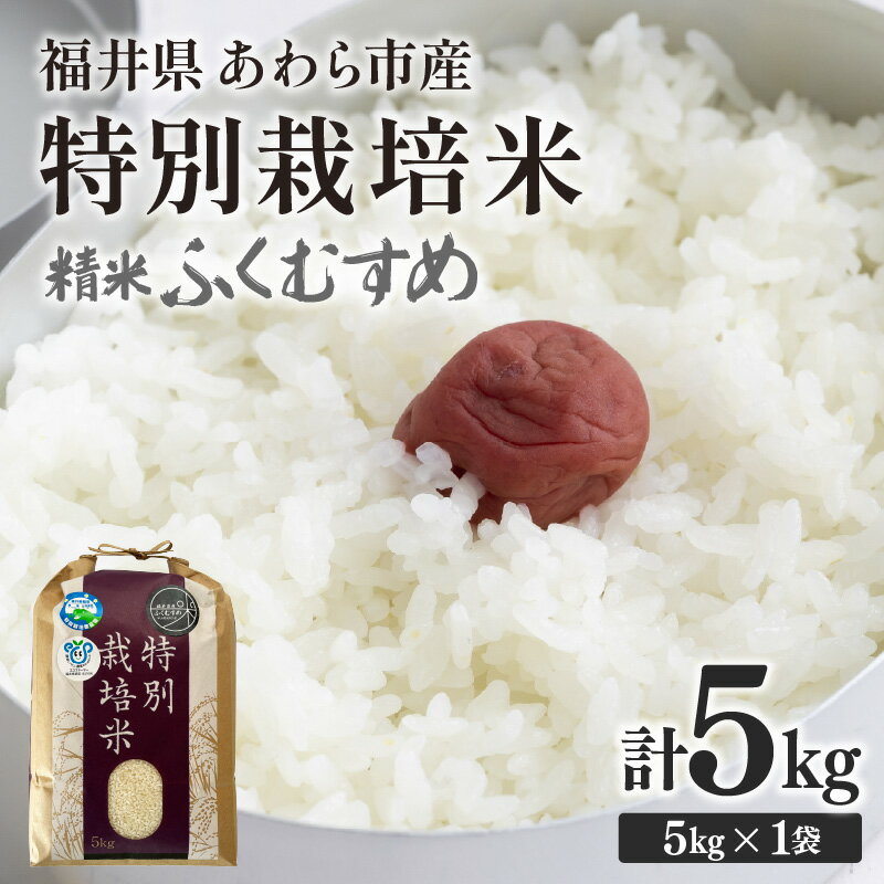【ふるさと納税】【先行予約】【令和7年産】化学肥料不使用 特別栽培米 ふくむすめ 精米 5kg / 白米 米 福井県あわら市産 美味しい 特別栽培米 減農薬 安心な米 旨味 甘み もっちり 冷蔵保管米 ※2025年9月下旬より順次発送