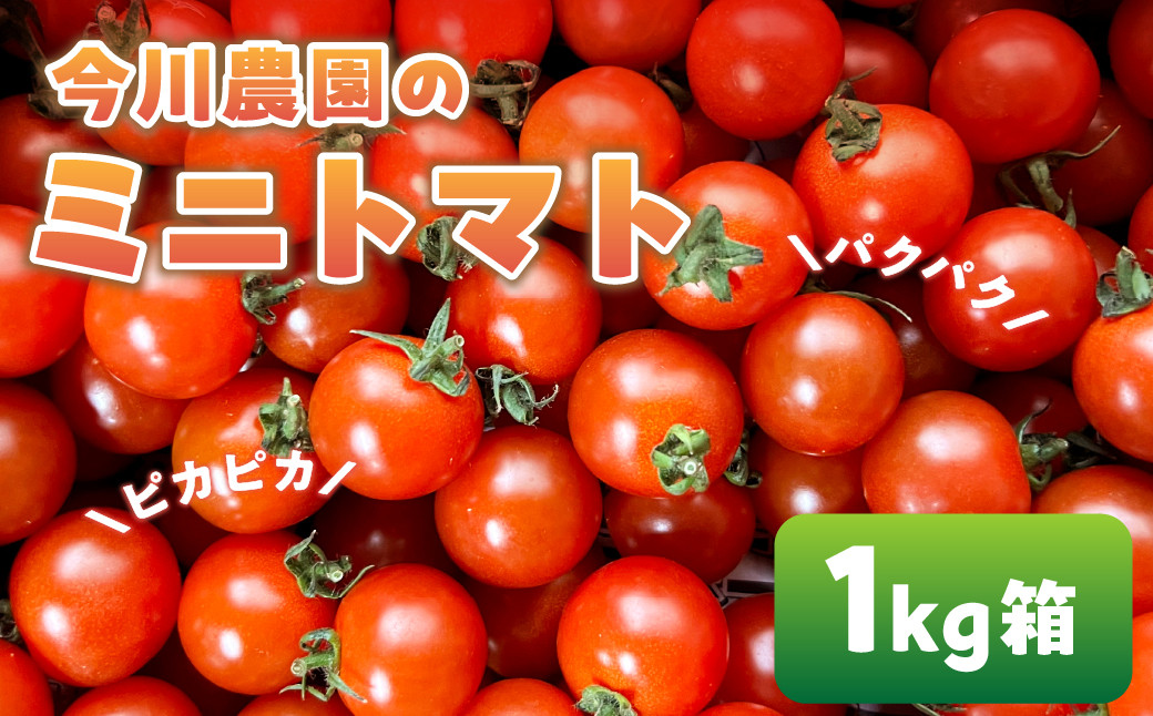 
                  【ふるさと納税】【先行予約】今川農園のミニトマト 1kg 先行予約受付 期間限定 季節限定 野菜 国産 完熟 やさい フルーツ トマト 完熟 千果 ミニトマト プチ お弁当 贈り物 おやつ サラダ 送料無料 産地直送
                