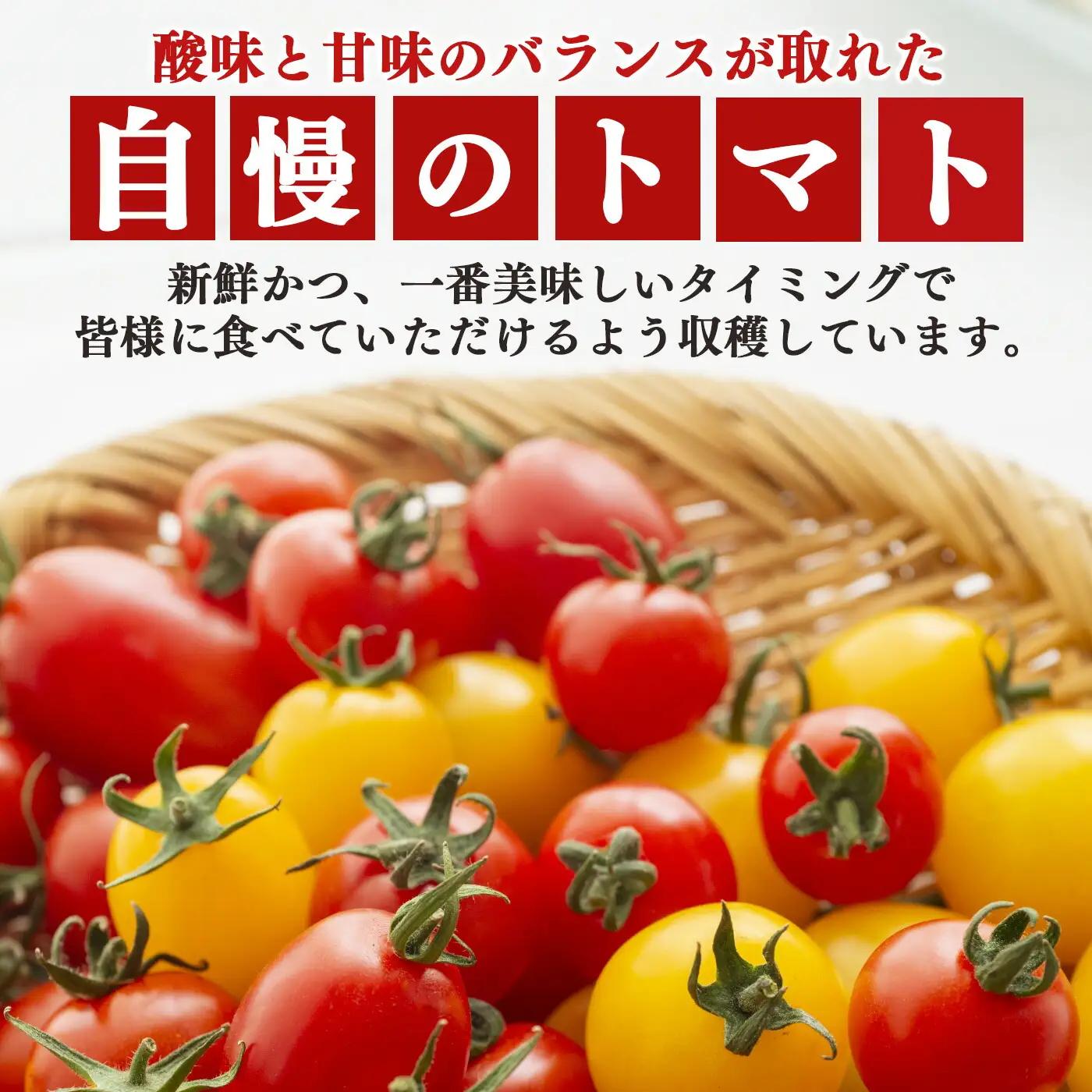 ミニトマト 約400gx4約 計1.6kg ｜ヤサイ 野菜 やさい トマト とまと ミニトマト 奈良県 五條市