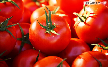 高知県産 フルーツトマト メルベーユ 約1.5kg / 高糖度 トマト とまと フルーツトマト 野菜 【株式会社　四国健商】[ATAF071]