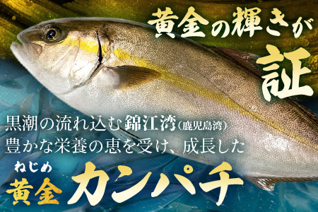 【ねじめ黄金カンパチ】ロイン 2本 カンパチ 片身分 ( 約400g × 2本 ) 着日指定可 | かんぱち 勘八 産地直送 冷蔵 刺身 カンパチ 美味しい 魚
