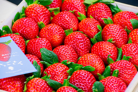 『先行予約』【1月中旬より順次発送】佐賀県唐津市「いちごさん」桐箱 800g いちご 苺 イチゴ 桐箱 ギフト