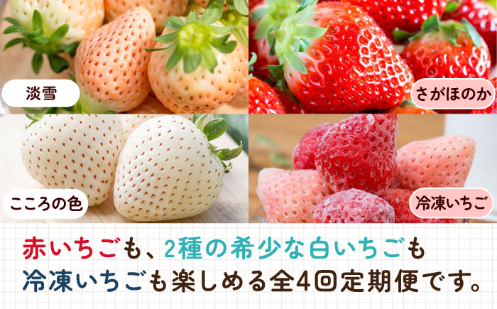 【2026年発送分 先行予約】【全4回定期便】岸川農園 超希少品種入り赤白いちご（淡雪・さがほのか・こころの色・冷凍いちご） /  佐賀県 / 岸川農園 [41ASAG008]