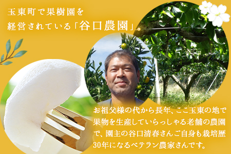 梨 玉東梨 約3kg 谷口農園 熊本 梨