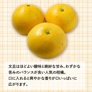 文旦 10kg ぶんたん みかん 蜜柑 果物 柑橘 フルーツ ミカン 産地直送 国産 農家直送 期間限定 数量限定 特産品 ジュース ゼリー ビタミン 美容 健康 甘い 人気 愛媛県 愛南町 山口農園