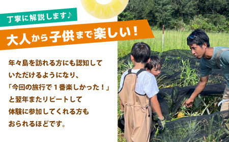 パイナップル収穫体験【4名】爽やかな朝日を浴びた中での開催♪（4月25日～6月15日開催）