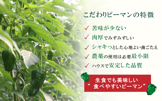 苦味が少なくておいしい！ 高見農園 のこだわり 新鮮 ピーマン 1kg 新鮮 野菜 ベジタブル ぴーまん ハウス ハウスピーマン ハウス栽培 惣菜 国産 産地直送 旬 高知県 四万十 しまんと【発送時
