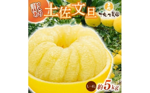 【 先行予約受付 】【 R8年発送 】 土佐文旦 L~4L 約5kg 訳あり