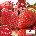 【ふるさと納税】いちご いばらキッス 1p ＆ かんな姫 1p 計2p いちご家のむのむ イチゴ 苺 2パック 国産 果物 フルーツ くだもの 1月 2月 発送 冬 旬 産地直送 農家直送 産直 甘い デザート スイーツ 家庭用 贈答 贈答用 茨城 茨城県 石岡市 (A28-006)