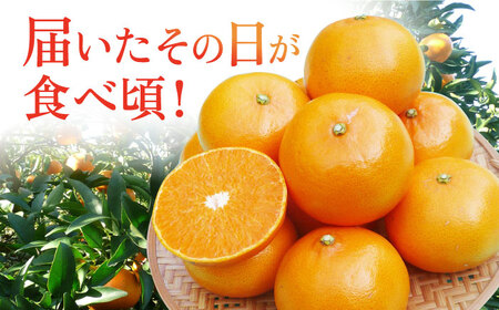 【ご家庭用】 せとか 3kg ー2026年3月より発送ー 長与町/果豊園  [ECL003] せとか みかん ミカン 柑橘 せとか 長崎みかん 長与みかん 長崎せとか