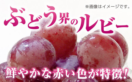 【先行予約】訳あり クイーンニーナ ぶどう 切り落とし 約1kg  【合同会社 社方園】 訳あり 赤ぶどう 赤系ぶどう 1kg 家庭用 葡萄 クイーンニーナ 訳ありぶどう 訳あり赤ぶどう 訳ありクイー