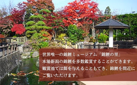 【錦鯉】錦鯉オーナー  サイズ50cm前後 【0002-0175-01】