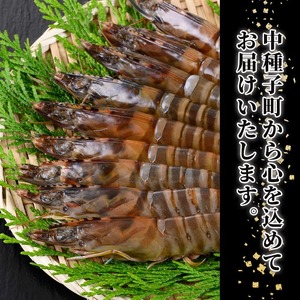 n281 ＜訳あり＞活き〆冷凍車海老！規格外品バラセット(計1.8kg・300g前後×6P) くるまえび 海老 海鮮 海産物 国産 九州産 急速冷凍 車海老 真空パック 養殖 規格外【車海老日本株式会