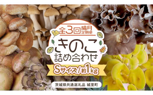 【 全３回 隔月定期便 】 きのこ の 詰め合わせ Sサイズ 約1kg （茨城県共通返礼品 城里町） 定期便 キノコ 舞茸 あわび茸 たもぎ茸 しいたけ ぶなしめじ セット 鍋 炒め物 [CX008sa]