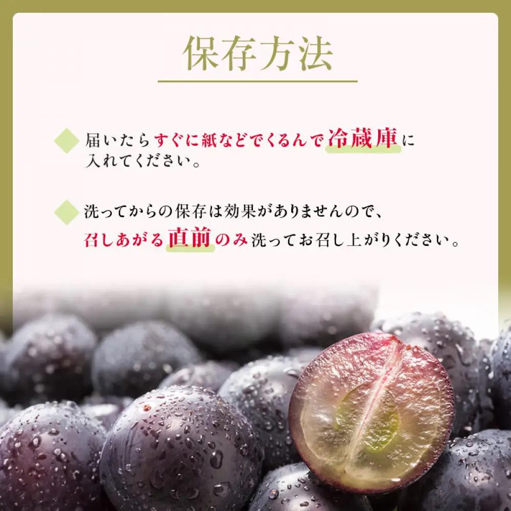 2026年産 ぶどう  種なし 巨峰 約 2kg 箱3～6房入り 巨峰種無し フルーツ 果物 旬 ブドウ 葡萄 おやつ 信州 長野県 長野市 2026年 秋発送 長野県長野市 | 巨峰種無し フルーツ
