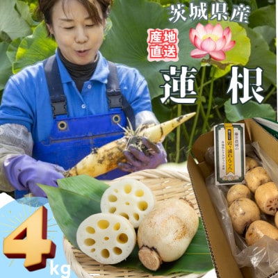 【茨城県産】掘りたて肉厚れんこん 計4kg【配送不可地域：離島・沖縄県】