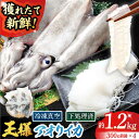 【ふるさと納税】【イカの王様】アオリイカ 300g前後×4杯 肉厚 イカ いか 水いか 小分け 下処理済 冷凍 刺身 五島市/金沢鮮魚 [PEP005]