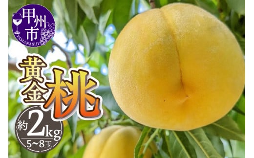 厳選！山梨県甲州市産 黄金桃 約2kg【2025年発送】（THR）B-805 【黄金桃 桃 もも モモ 令和7年発送 期間限定 山梨県産 甲州市 フルーツ 果物】