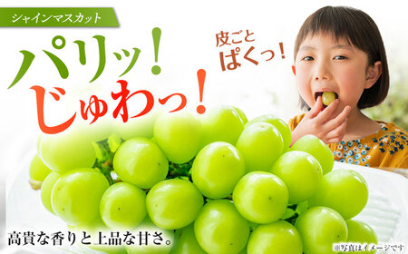 シャインマスカット＆ブラックビート 2房（約1.5kg） 長与/JAじげもん長与直売所[EAF007]