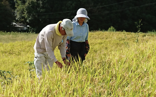 【10kg】令和7年産 米 ヒノヒカリ 無洗米 精米 白米 沢のしずく 10kg×1袋 2025年 四万十市産 国産 ひのひかり おこめ こめ コメ ご飯 ごはん おいしい ふっくら もちもち 高知県