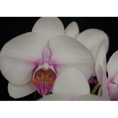 ふるさと納税 山梨市 ミディー胡蝶蘭　ミユキ　3本立ち |  | 01