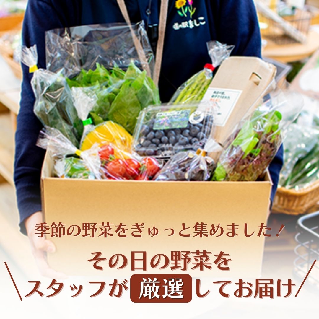 ＜3ヶ月定期便＞旬の採れたてぜいたく野菜セット（卵付き）2人用 益子町 ふるさと納税 やさい 野菜 セット 旬 野菜 採れたて(AA002)