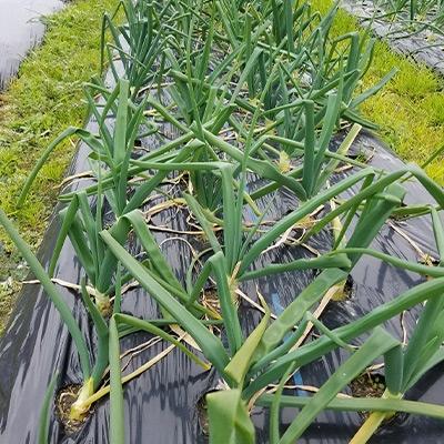 ふるさと納税 東みよし町 手作り焼肉のたれ　徳島県三好郡東みよし町産　うちんくのたれ　各350g　　1セット(3種類) |  | 02