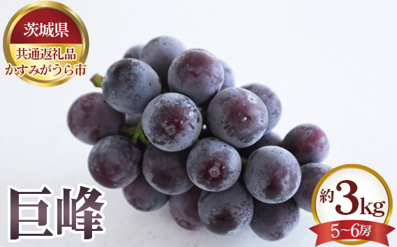 
No.654 【先行予約】巨峰　約3kg（5～6房）【茨城県共通返礼品 かすみがうら市】 ／ 果物 葡萄 ぶどう 茨城県
