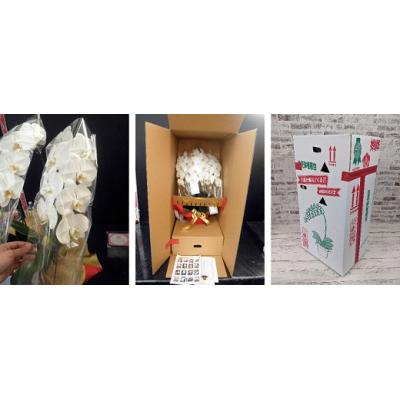 ふるさと納税 山口市 【農林水産大臣賞受賞品種】ミディ系ピンク胡蝶蘭!『乙姫(おとひめ)』2本立 C017 |  | 03