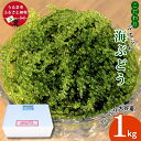 【ふるさと納税】こだわり海ぶどう 1kg【うるま市産】沖縄 ふるさと納税 海ぶどう ぷちぷち 大容量 サラダ 海鮮丼