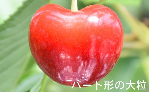 高級さくらんぼ【ジュノハート】～珠玉の大粒！～【2025年産・先行予約】★2025年6月下旬頃～7月中旬頃にかけて順次発送予定★ 青森県三戸町産 数量限定