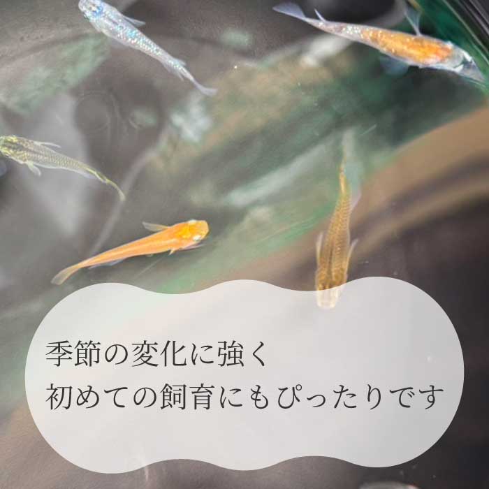 めだか おまかせセットA（10匹）メダカ 飼育 生体 観賞魚 魚 ペット おまかせ ミックス おすすめ 水槽 インテリア 生物 鑑賞 熱帯魚 アクアリウム 熱帯 淡水魚 243001