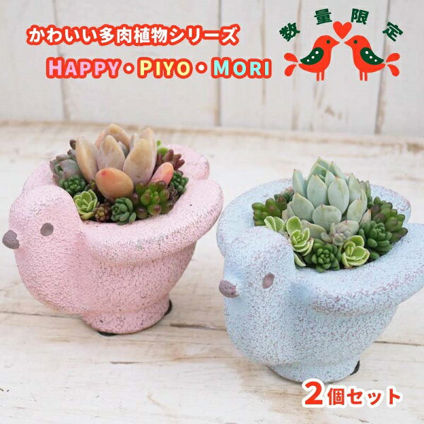 【ふるさと納税】 東北最大級のガーデニング専門店 厳選 かわいい 多肉植物 シリーズ 数量限定 おすすめ 『HAPPY PIYOMORI～ハッピーピヨモリ～』 2個 セット 花工房らら倶楽部 / 寄せ植え 蜂 ポット 小鳥 インテリア メルヘン 癒し系 国産 岩手県 雫石町 産地直送 送料無料