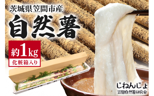 笠間自然薯研究会の自然薯カット 約1kg 自然薯 長芋 山芋 とろろ とろろご飯 野菜 ねばねば 健康食品 美容効果 笠間市産 茨城県産 栄養たっぷり ギフトに最適 新鮮 国内生産 高級根菜 美容 健康 美味しい 産地直送  滋養強壮