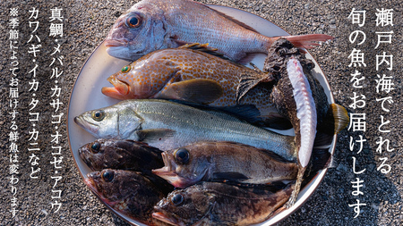 大崎上島 鮮魚 セット 3～3.5kg 