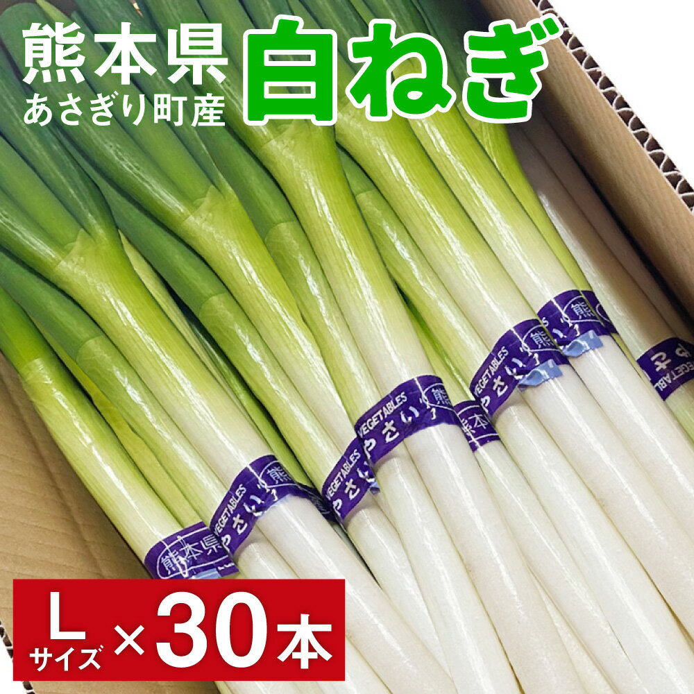 【ふるさと納税】熊本県あさぎり町産　白ねぎ「球磨美人」Lサイズ×30本　お届け時期：2025年11月下旬より順次発送【白葱/白ネギ/長ねぎ/長葱/長ネギ】